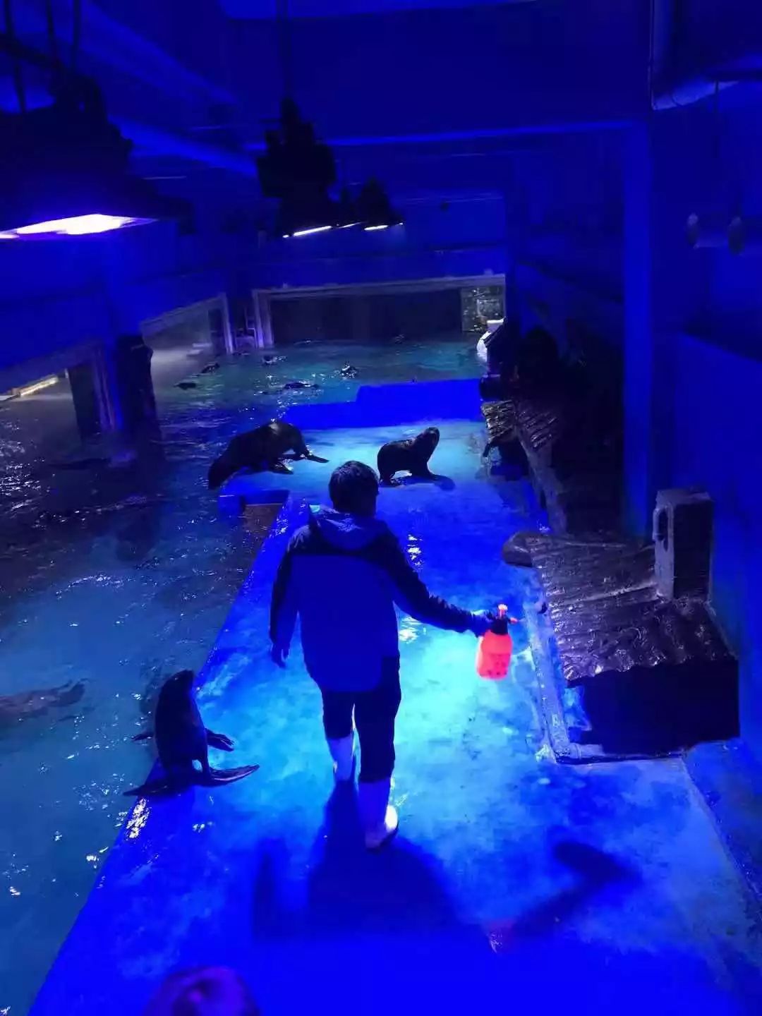 带家人逛荆州海洋世界从主展缸开始看鲨鱼海龟