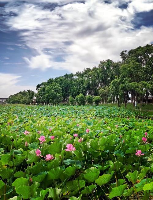 洪湖乌林古战场游玩线路线路相关实景图
