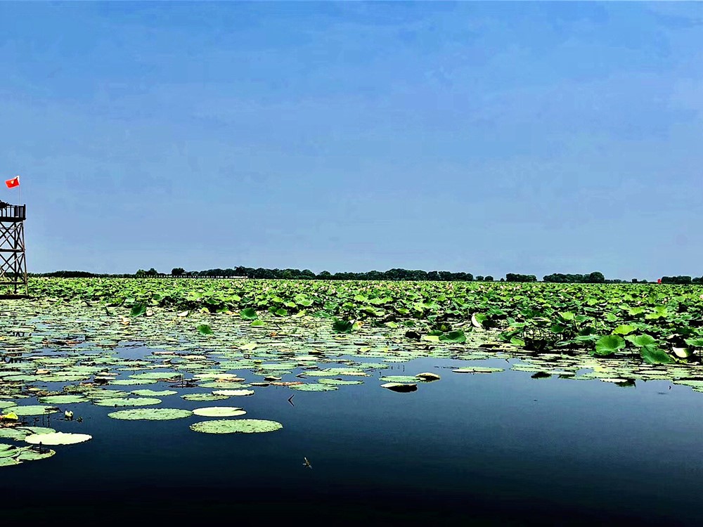 逛完洪湖蓝田湿地和瞿家湾顺路走的休息路线不用折返
