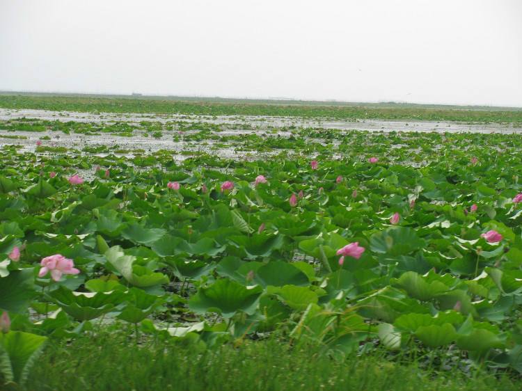 洪湖蓝田湿地与瞿家湾短程出行优先锁定这些核心体验