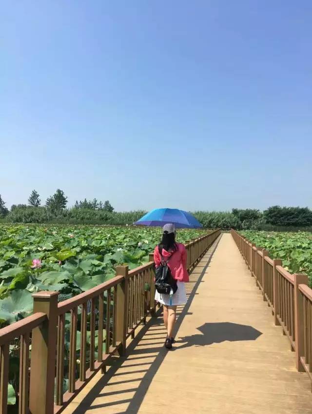去洪湖逛蓝田湿地和瞿家湾可按需选择讲解与自由游览