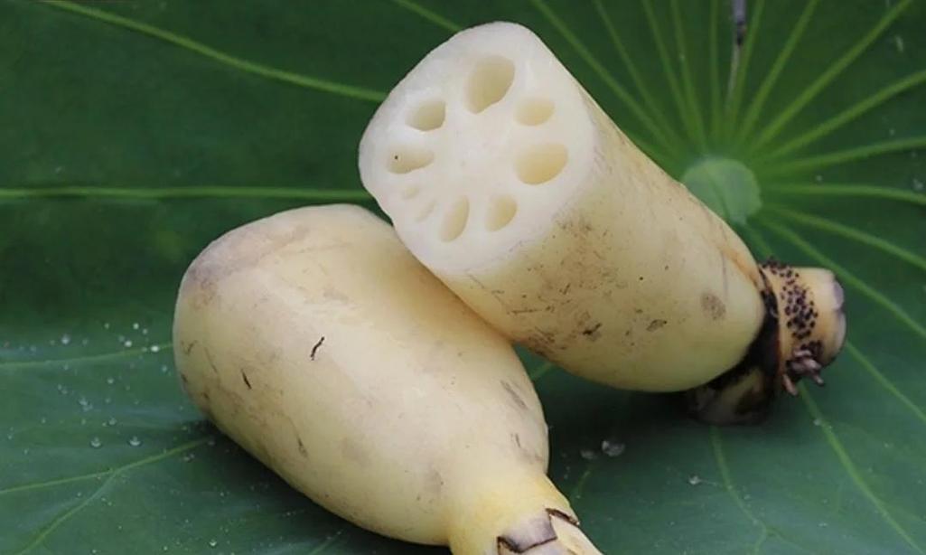 洪湖莲藕水乡寻味线一日游攻略